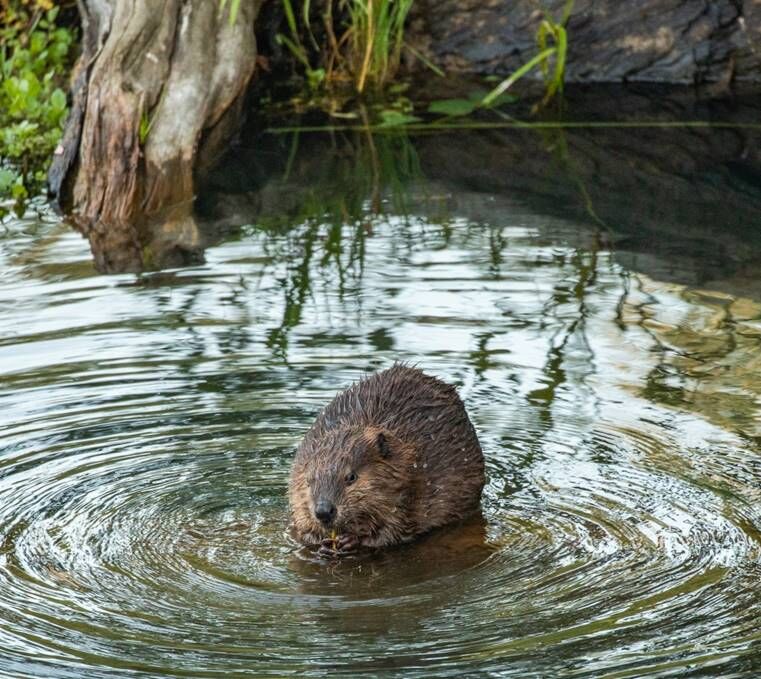 Beaver Lodge Summer 2020